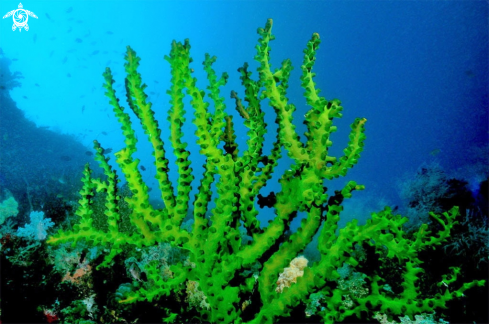 A stony coral