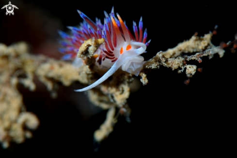 A Cratena peregrina nudibranch