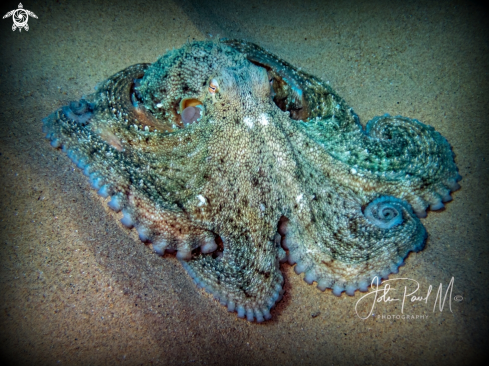 A octopus vulgaris | Poulpe