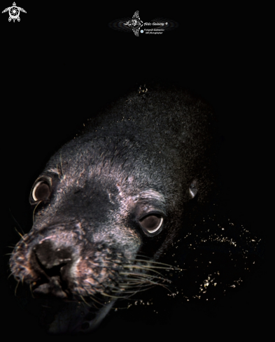 A Galapagos Sea Lion