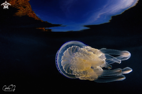 A Barrel jellyfish