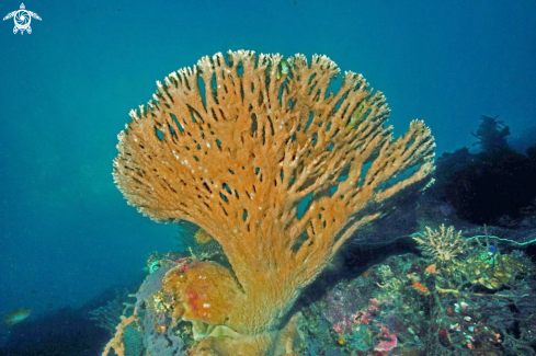 A stony coral