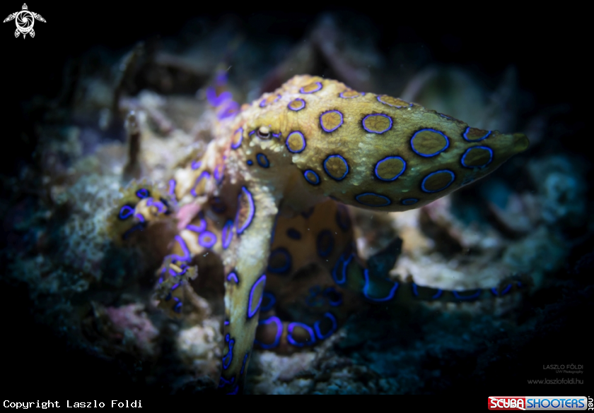 A Blue-ringed octopus 