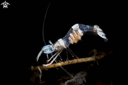 A Cleaner Shrimp