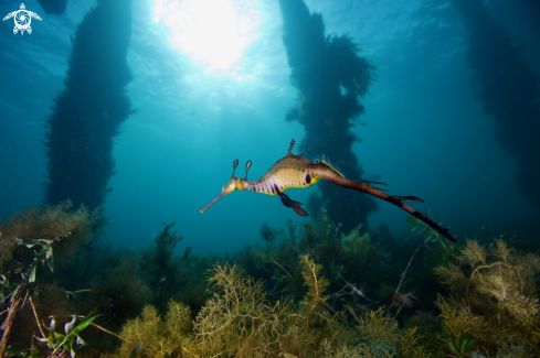 A Weedy Seadragon