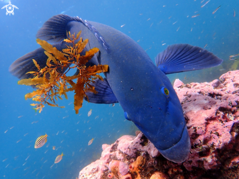 A Eastern blue groper