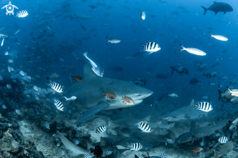 A Bull shark 