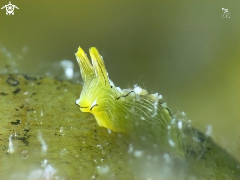 A Juvenile Lined Elysia