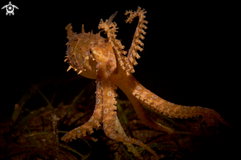 A Greater blue-ringed octopus 