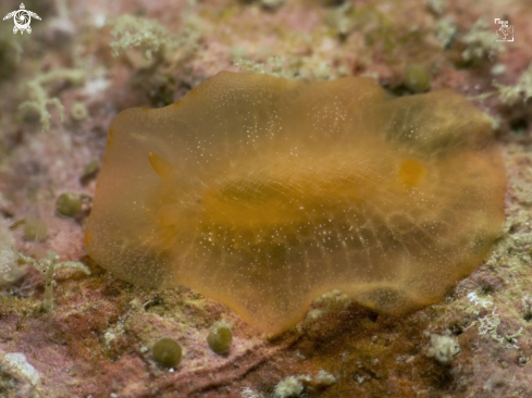 A Dorid Nudibranch