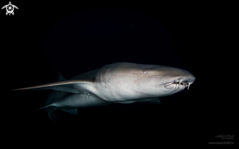 A Nurse Shark 