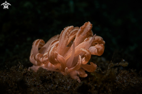 A Phyllodesmium jakobsenae | NUDIBRANCH