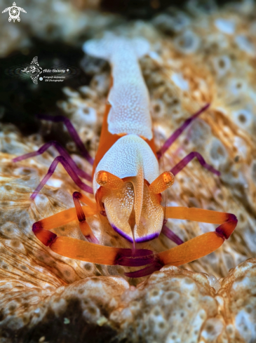 A Emperor Shrimp