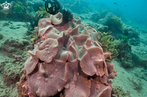 A stony coral