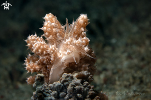 A Nudibranch Phyllodesmium koehleri 