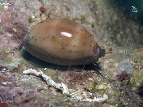 A Luria cineria | Atlantic Gray Cowry