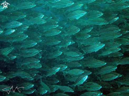 A Eastern Striped Trumpeter