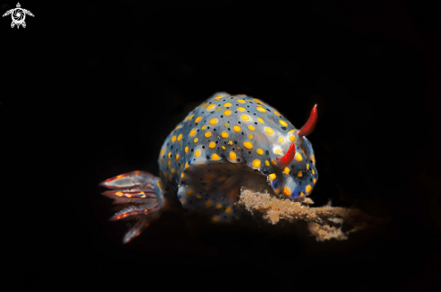 A Hypselodoris infucata