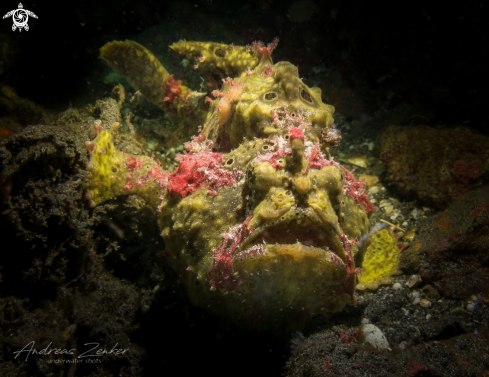 A Common frogfish