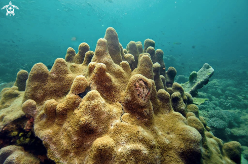 A stony coral