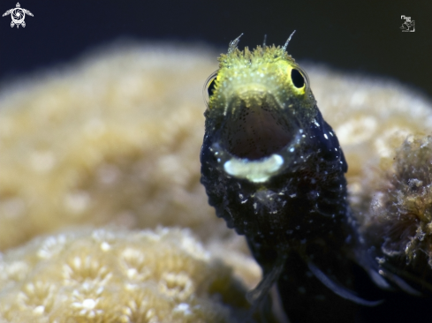 A Acanthemblemaria spinosa | Spinyhead Blenny