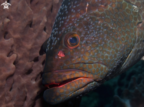 A Tiger Grouper