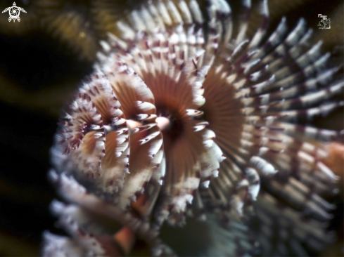 A Spirobranchus giganteus | Christmas Tree Worm