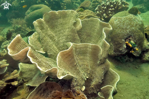 A stony coral