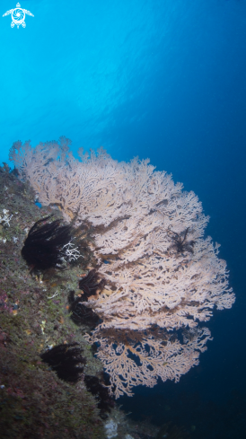 A sea fan