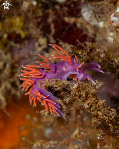 A Flabellina ischitana