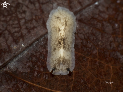 A Pericelis cata | Sharp Eye Flatworm