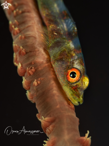 A Goby