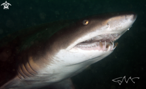 A Grey Nurse Shark