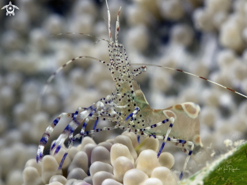 A Spotted Cleaner Shrimp