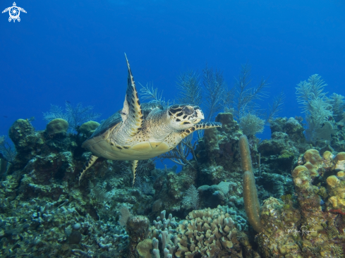 A Hawksbill Turtle