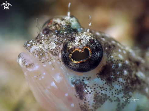 A Emblemaria pandionis | Sailfin Blenny