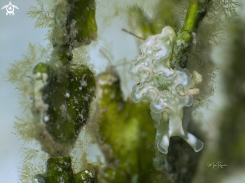 A Elysia crispata | Lettuce Sea Slug