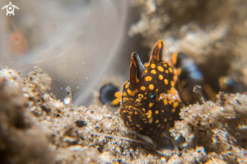 A Warty frogfish