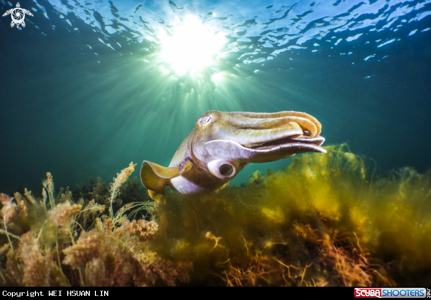 A Giant cuttlefish