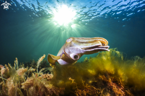 A Giant cuttlefish