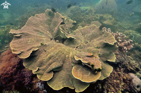 A stony coral