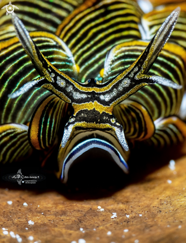 A  Tiger Butterfly Sea Slug 