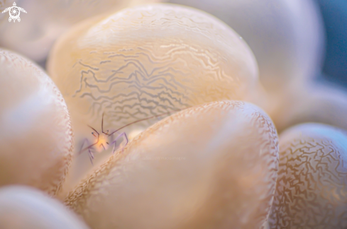 A Bubble Coral Shrimp