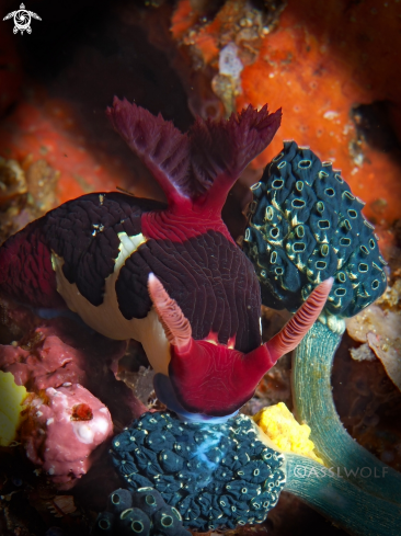 A Nembrotha Chamberlaini