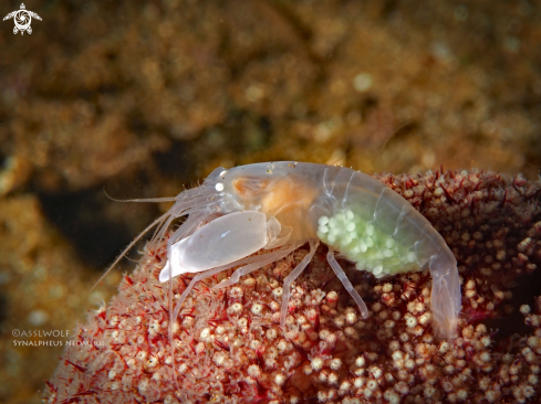 A  Synalpheus neomeris | Shrimp