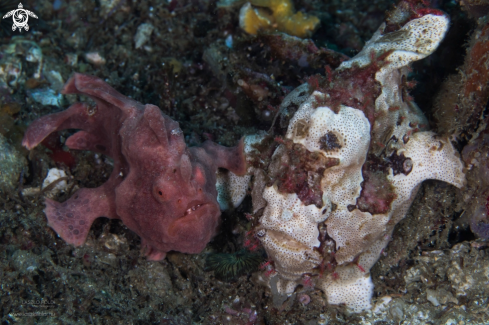 A Frogfish