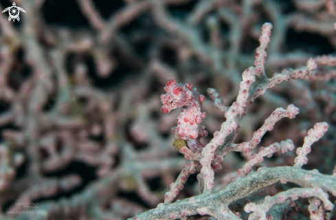 A Pygmy Seahorse