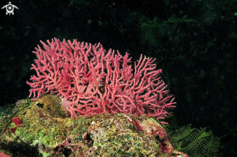 A stony coral