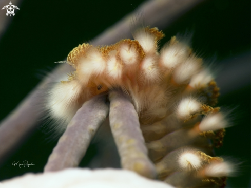 A Bearded Fireworm