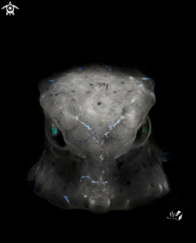 A Juvenile Boxfish 